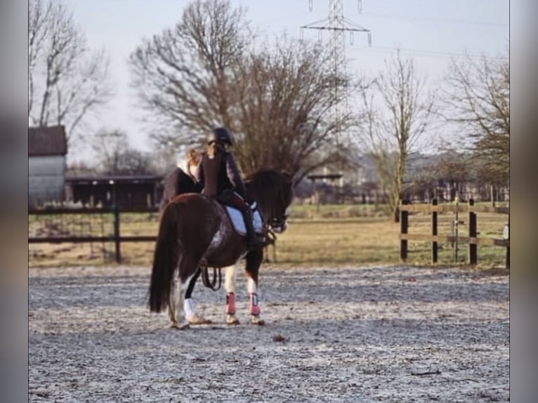 Welsh-A Giumenta 8 Anni 118 cm Roano rosso in Essel