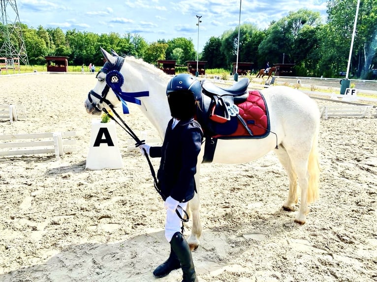 Welsh-A Giumenta 8 Anni 123 cm Grigio in Bergholz-Rehbr&#xFC;cke