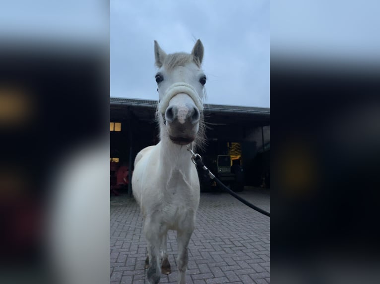 Welsh-A Giumenta 8 Anni 124 cm Grigio in Hijken