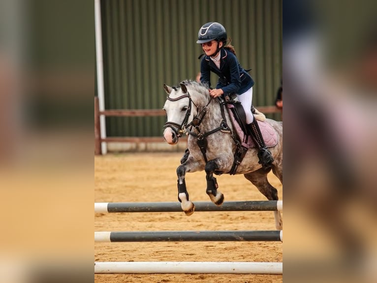 Welsh-A Giumenta 8 Anni 124 cm Grigio in Nijverdal