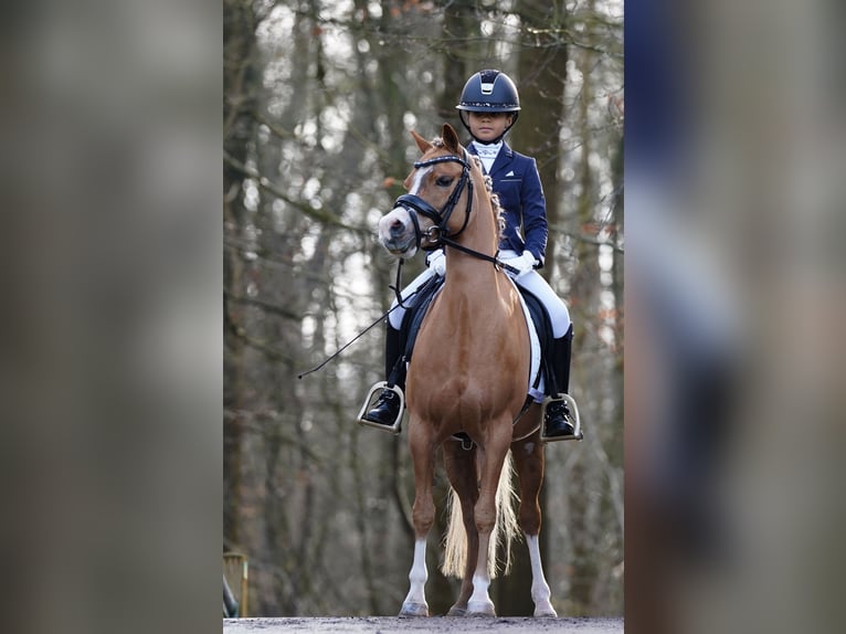 Welsh-A Giumenta 8 Anni 125 cm Sauro in Vinkenbuurt