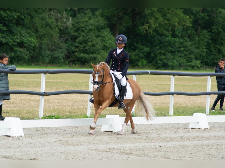 Welsh-A Giumenta 8 Anni 125 cm Sauro in Vinkenbuurt