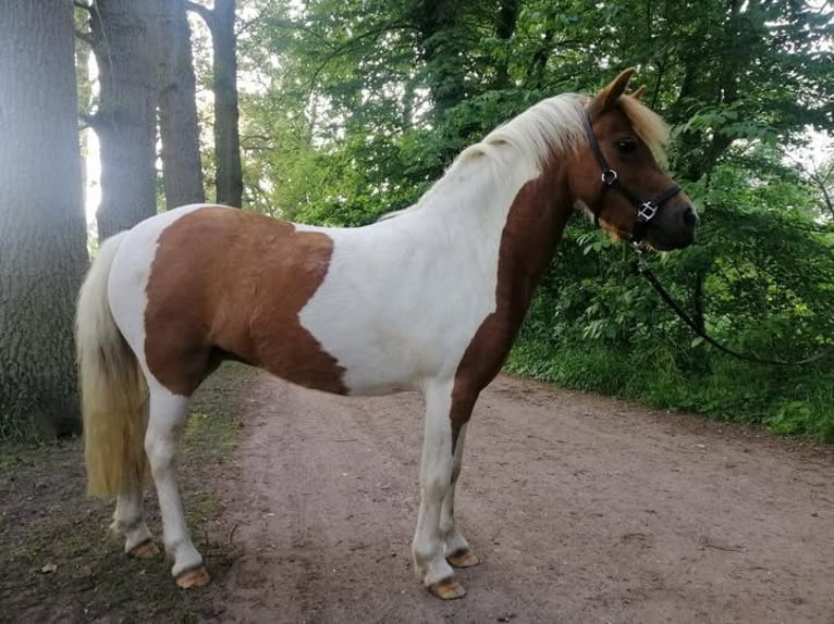 Welsh-A Mix Giumenta 9 Anni 112 cm Pezzato in Utrecht