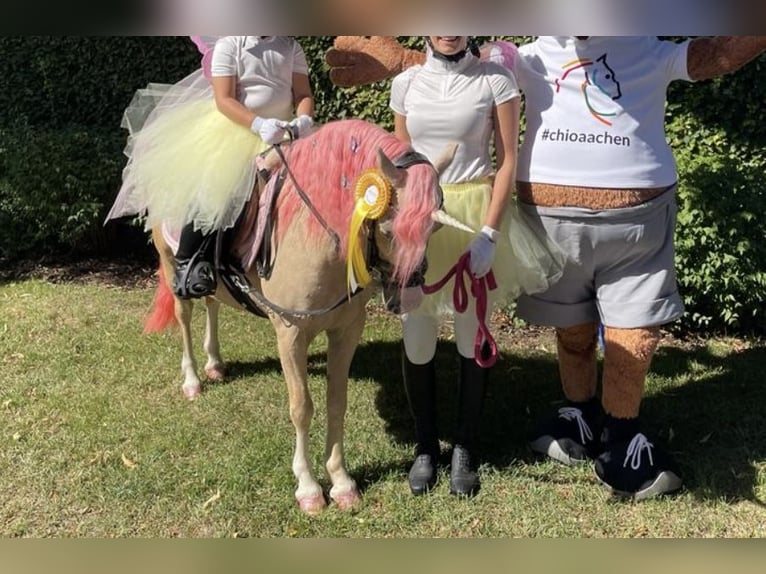 Welsh-A Giumenta 9 Anni 114 cm Palomino in Oberstedem