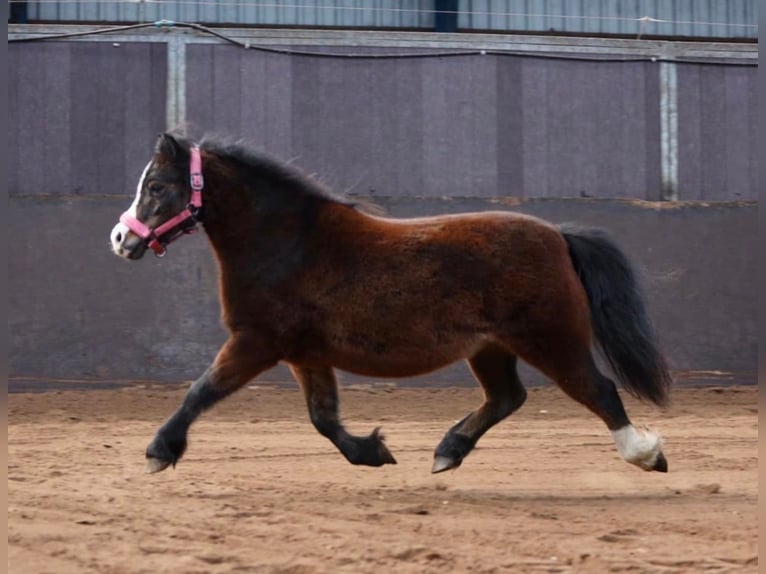 Welsh-A Giumenta 9 Anni 115 cm Baio in Elim