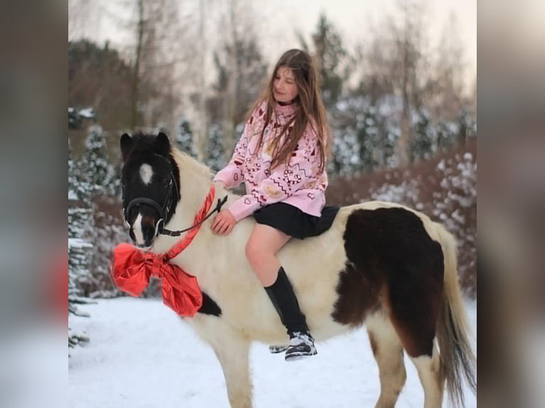 Welsh-A Giumenta 9 Anni 115 cm Pezzato in Poznań