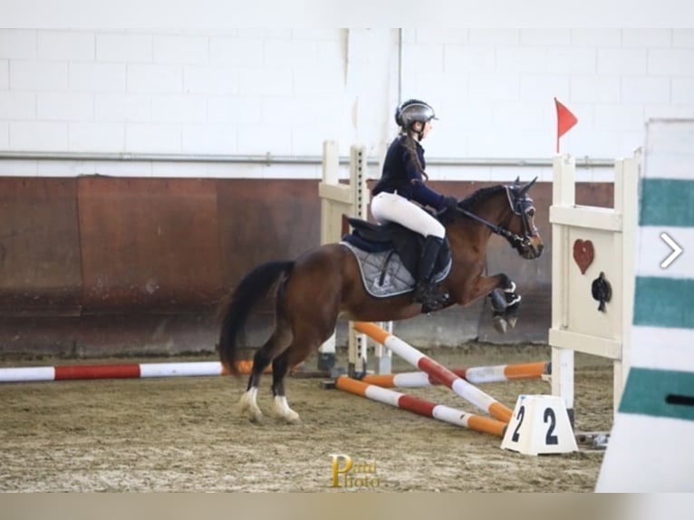 Welsh-A Giumenta 9 Anni 116 cm Baio in Casorezzo