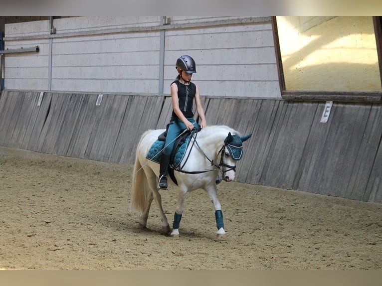 Welsh-A Giumenta 9 Anni 118 cm Grigio in Iserlohnerlohn