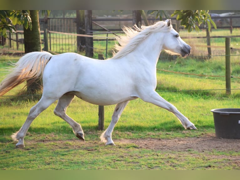 Welsh-A Giumenta 9 Anni 120 cm Grigio in Kessel