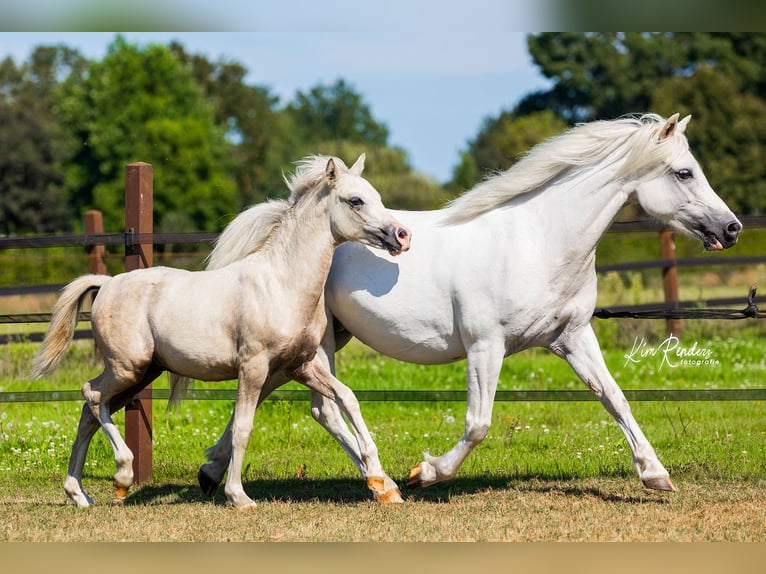 Welsh-A Giumenta 9 Anni 120 cm Grigio in Kessel