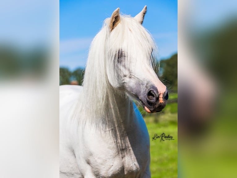 Welsh-A Giumenta 9 Anni 120 cm Grigio in Kessel