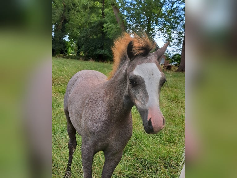 Welsh-A Giumenta Puledri (03/2026) 120 cm Grigio in Schoonebeek