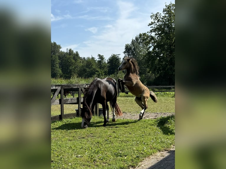 Welsh-A Giumenta Puledri (06/2024) Pelle di daino in Hengelo