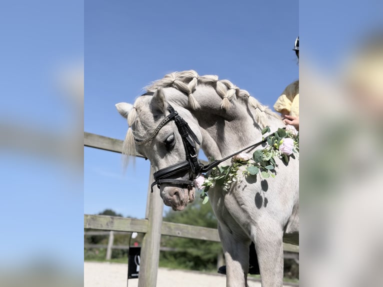 Welsh-A Hengst 11 Jahre 120 cm Schimmel in Süsel