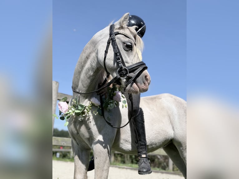 Welsh-A Hengst 11 Jahre 120 cm Schimmel in Süsel