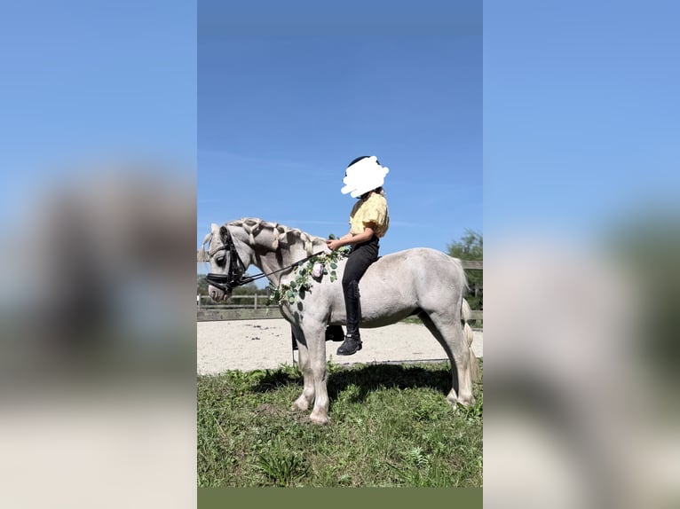 Welsh-A Hengst 11 Jahre 120 cm Schimmel in Süsel