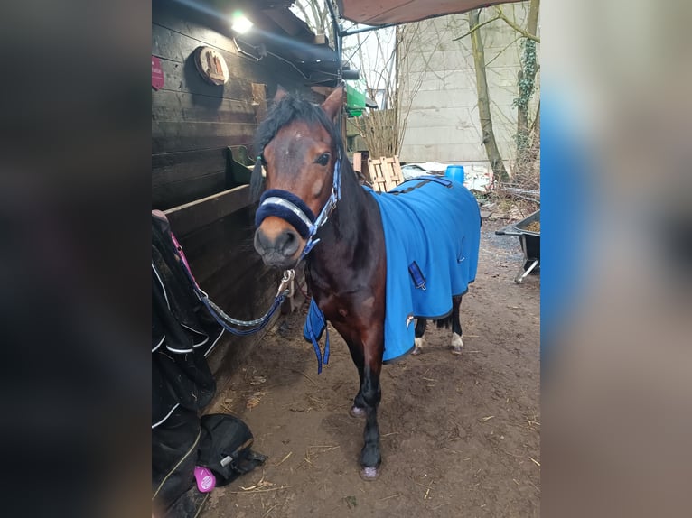 Welsh-A Hengst 11 Jahre 125 cm Brauner in Gütersloh