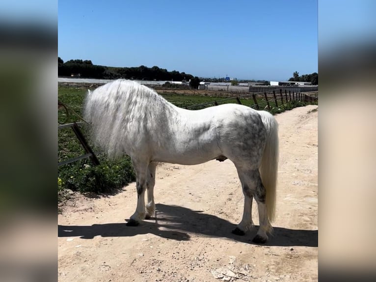 Welsh-A Hengst 13 Jahre 117 cm Schimmel in Jerez