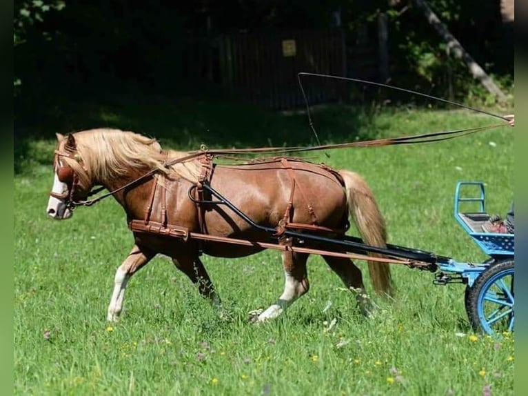 Welsh-A Hengst 14 Jahre 120 cm Fuchs in Alland
