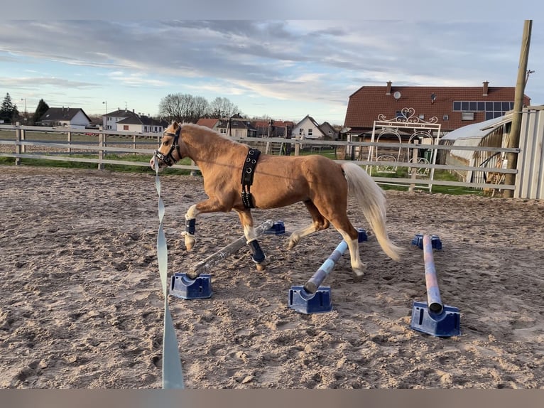 Welsh-A Hengst 15 Jahre 122 cm Palomino in Scheibenhardt