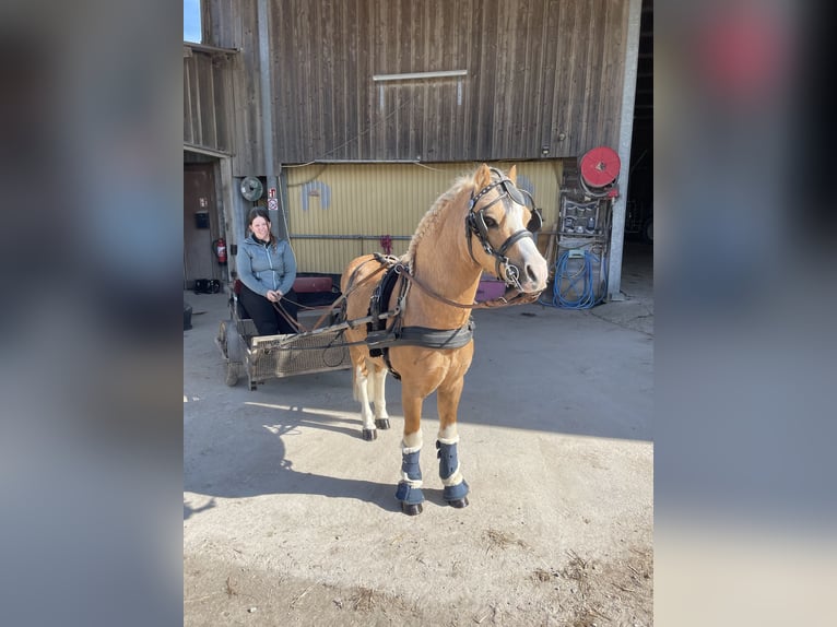 Welsh-A Hengst 15 Jahre 122 cm Palomino in Scheibenhardt