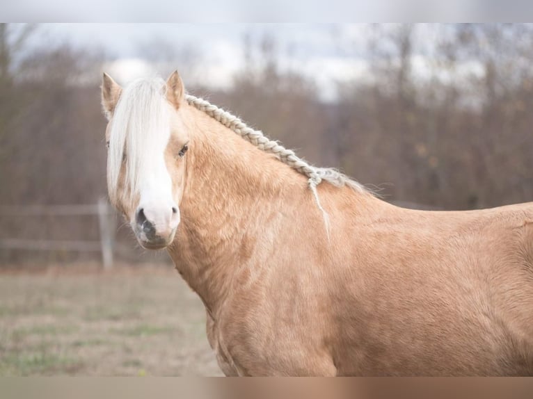Welsh-A Hengst 16 Jahre 122 cm Palomino in Scheibenhardt