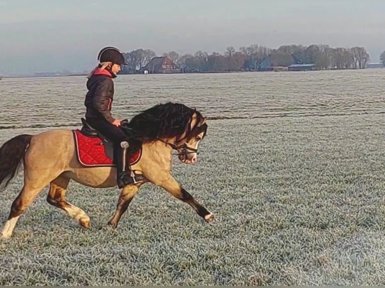 Welsh-A Hengst 17 Jahre 118 cm Buckskin in Easterein
