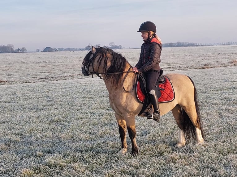 Welsh-A Hengst 17 Jahre 118 cm Buckskin in Easterein