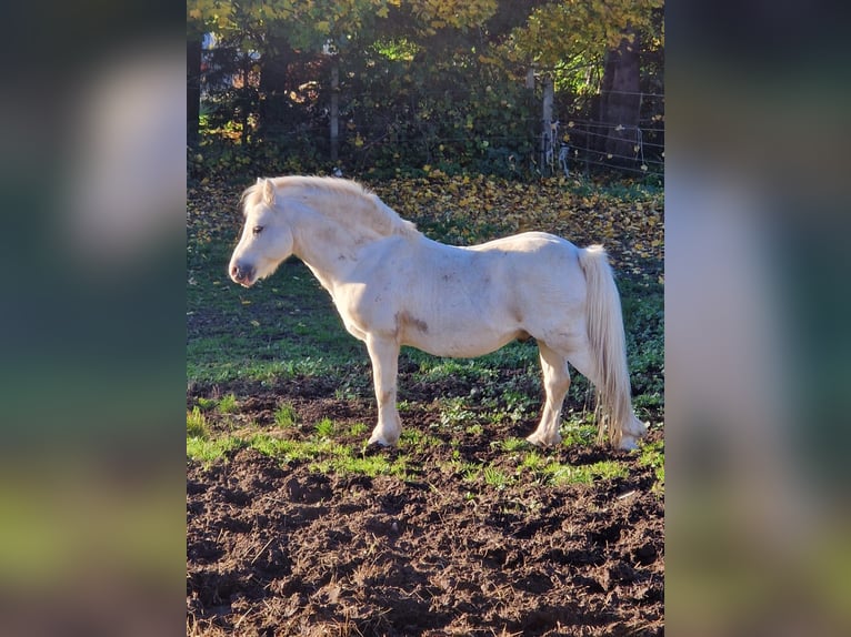 Welsh-A Hengst 18 Jahre 118 cm Schimmel in Bautzen