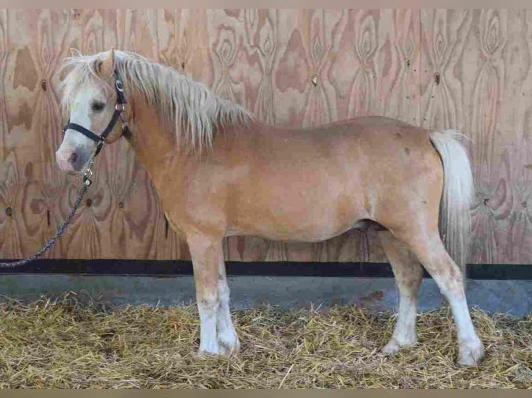 Welsh-A Hengst 18 Jahre 120 cm Palomino in Herzberg