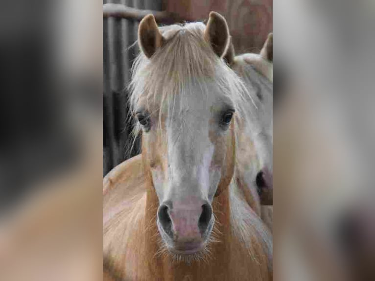 Welsh-A Hengst 18 Jahre 120 cm Palomino in Herzberg