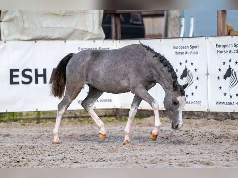 Welsh-A Hengst 1 Jaar 105 cm  in GROTE-BROGEL