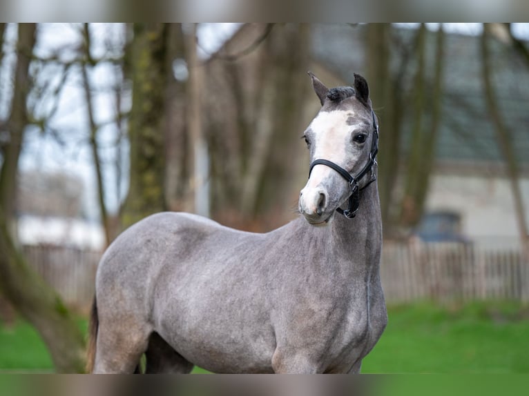 Welsh-A Hengst 1 Jaar 105 cm  in GROTE-BROGEL