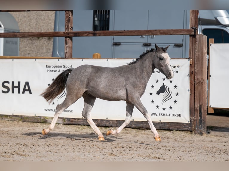 Welsh-A Hengst 1 Jaar 105 cm  in GROTE-BROGEL