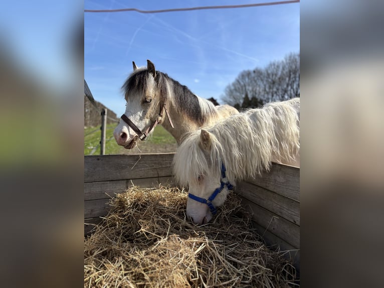 Welsh-A Hengst 1 Jaar 107 cm Cremello in Zevenbergschen Hoek