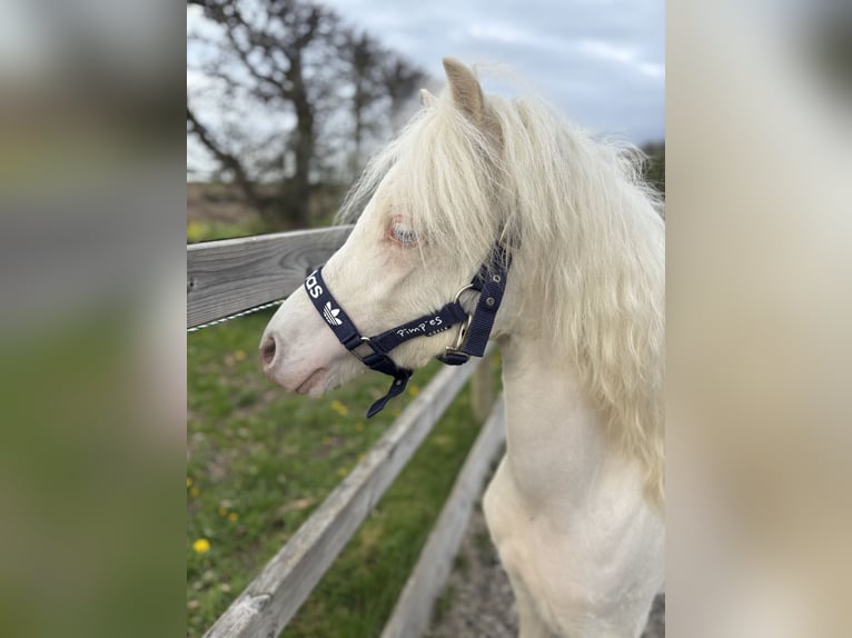 Welsh-A Hengst 1 Jaar 107 cm Cremello in Zevenbergschen Hoek