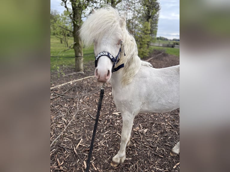 Welsh-A Hengst 1 Jaar 107 cm Cremello in Zevenbergschen Hoek