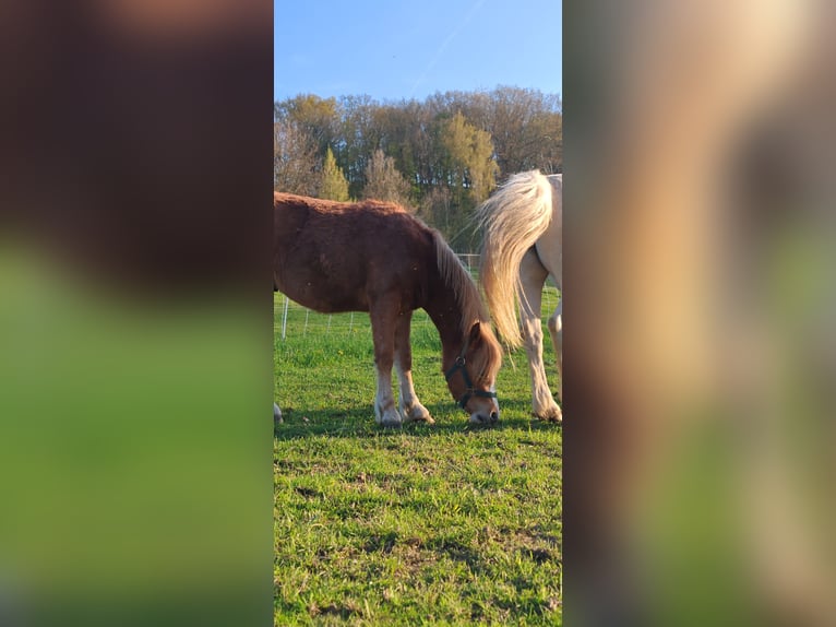 Welsh-A Hengst 1 Jaar 108 cm Vos in Erlau