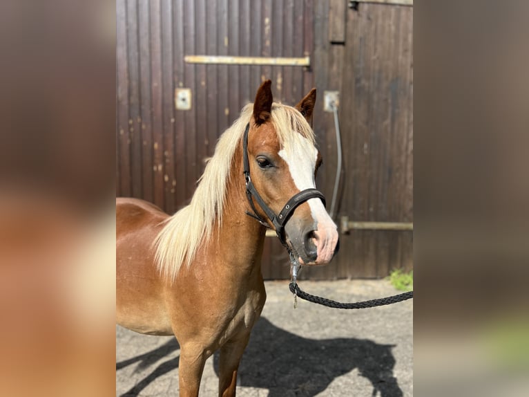 Welsh-A Hengst 1 Jaar 115 cm Vos in Kalefeld