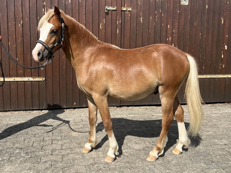 Welsh-A Hengst 1 Jaar 115 cm Vos in Kalefeld