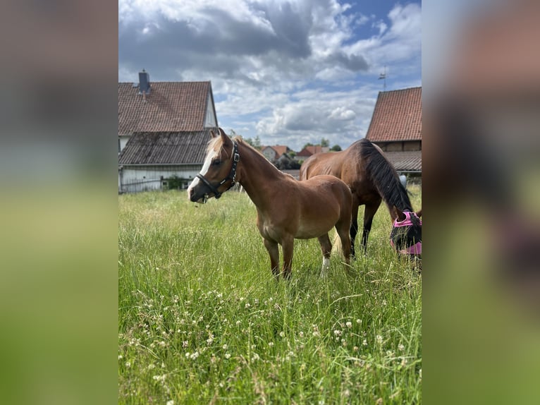 Welsh-A Hengst 1 Jaar 115 cm Vos in Kalefeld