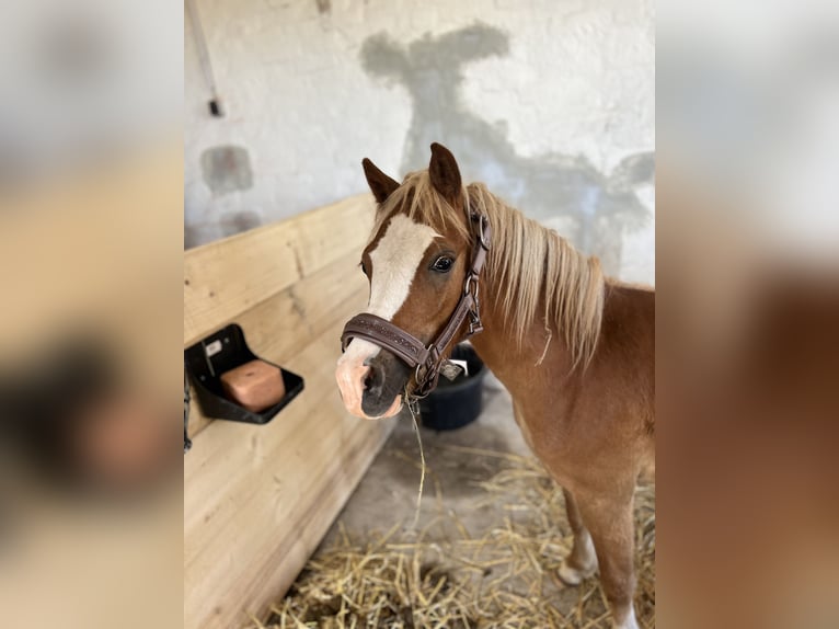 Welsh-A Hengst 1 Jaar 115 cm Vos in Kalefeld