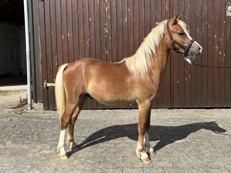 Welsh-A Hengst 1 Jaar 115 cm Vos in Kalefeld