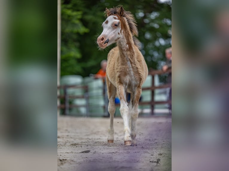 Welsh-A Hengst 1 Jaar 116 cm Donkerbruin in Ansbach