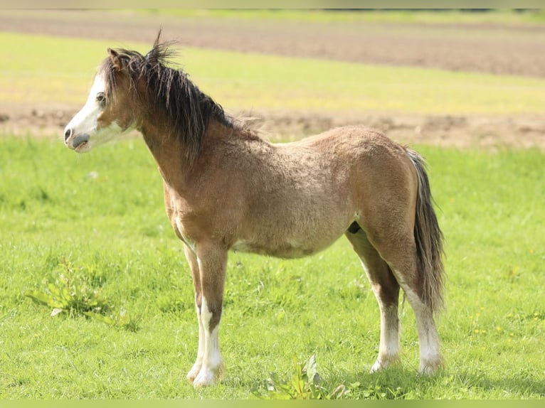 Welsh-A Hengst 1 Jaar 118 cm Buckskin in Aalten