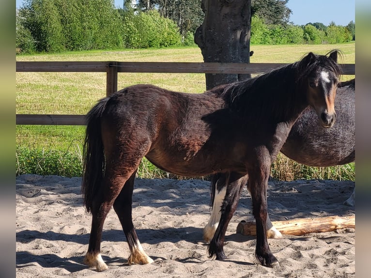 Welsh-A Hengst 1 Jaar 118 cm Donkerbruin in Friesoythe Welsh-A Hengst 1 Jaar 118 cm Donkerbruin in Friesoythe
