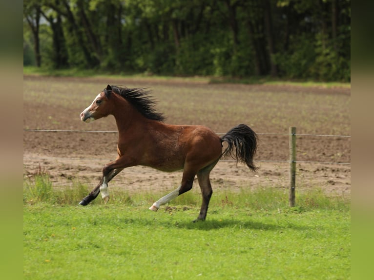Welsh-A Hengst 1 Jaar 119 cm Bruin in Aalten