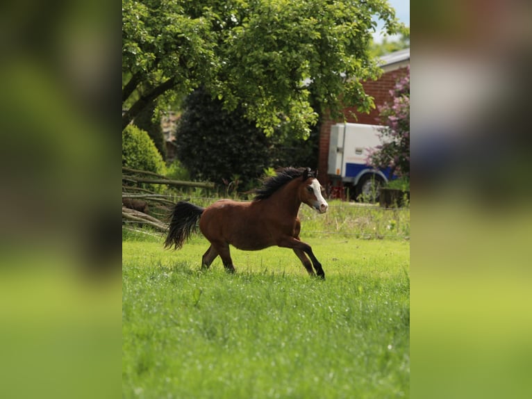 Welsh-A Hengst 1 Jaar 119 cm Bruin in Aalten