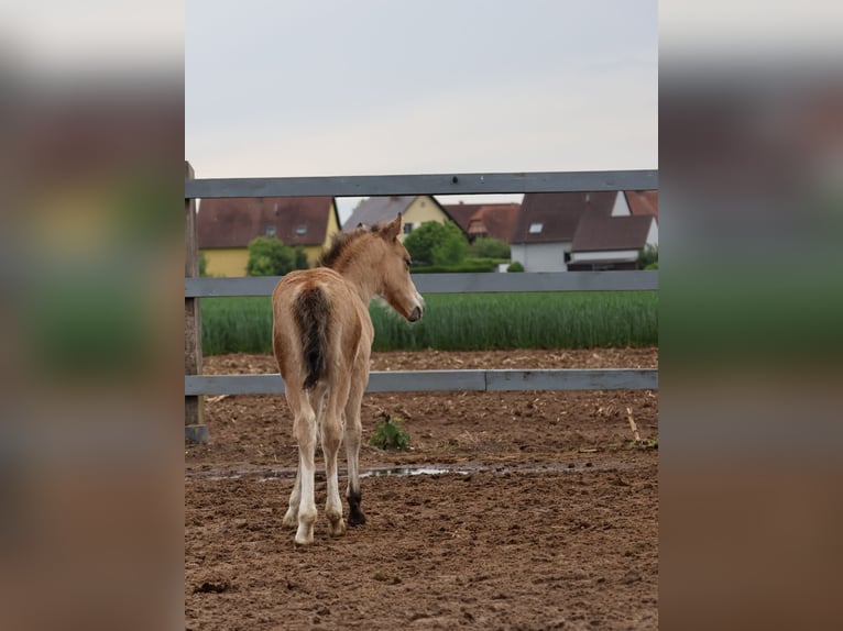 Welsh-A Mix Hengst 1 Jaar 120 cm Buckskin in Scheibenhardt