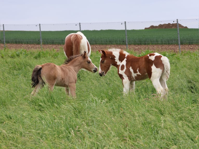 Welsh-A Mix Hengst 1 Jaar 120 cm Buckskin in Scheibenhardt